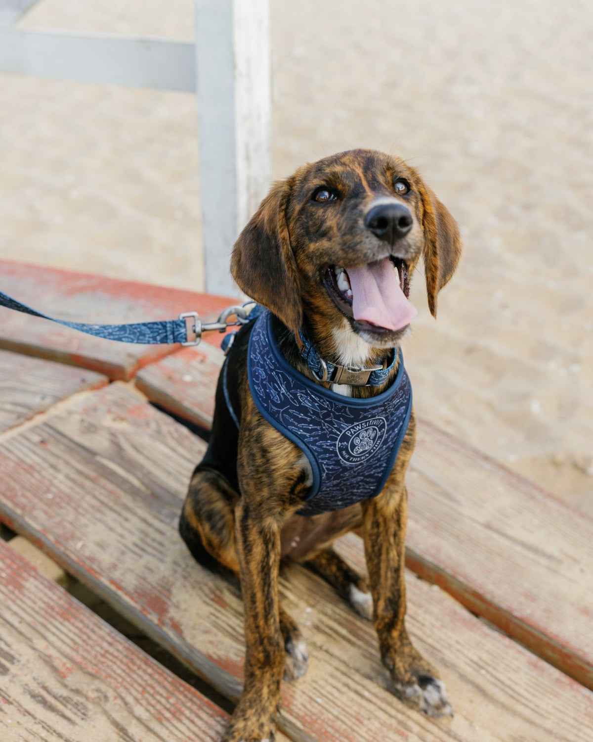 ST x Pawsitivity Schooling Fish Dog Harness