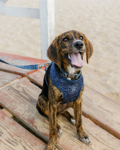 ST x Pawsitivity Schooling Fish Dog Harness