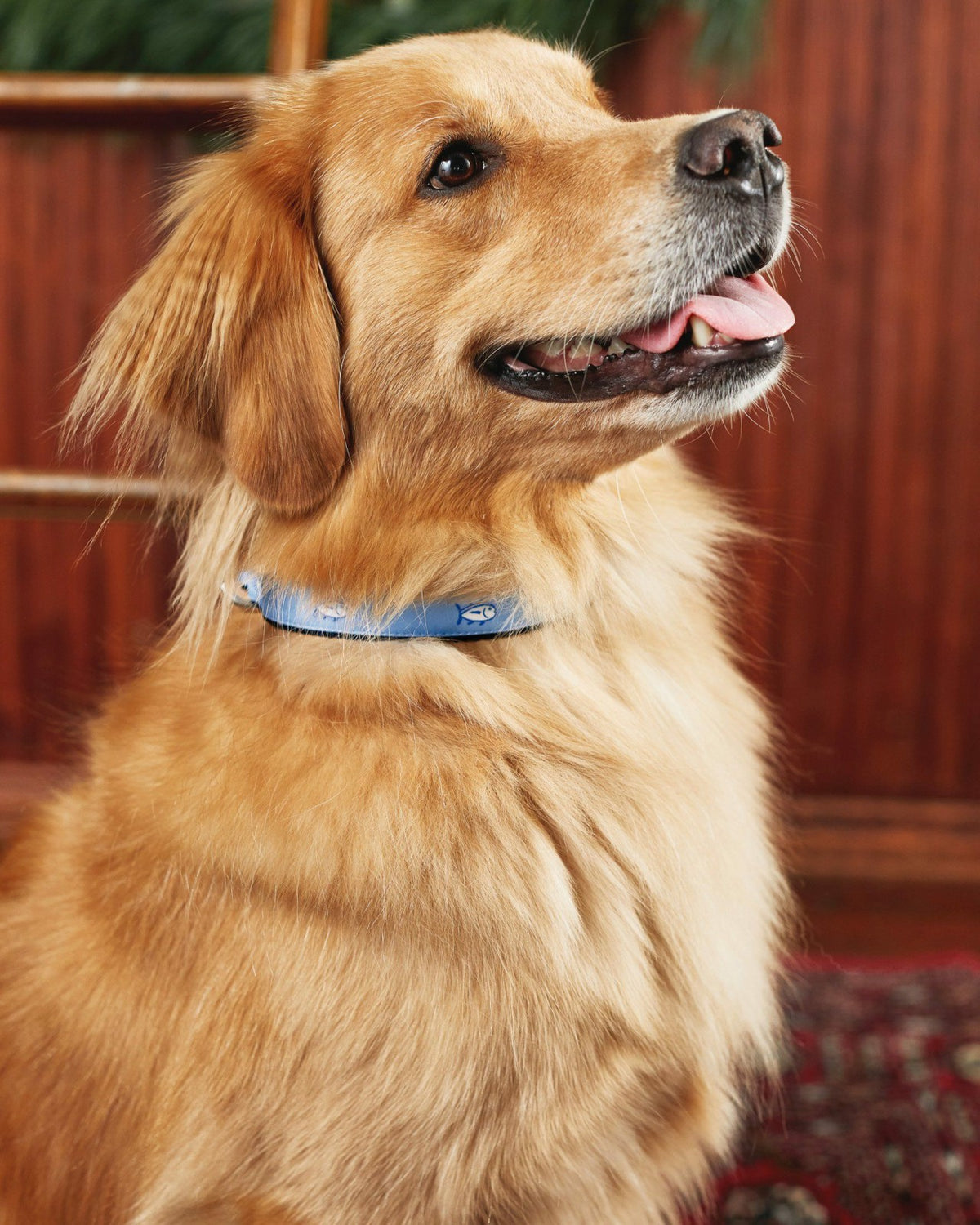 Dog Collars - Skipjack Blue - Nylon